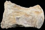 Mosasaur (Platecarpus) Dorsal Vertebra - Kansas #73703-2